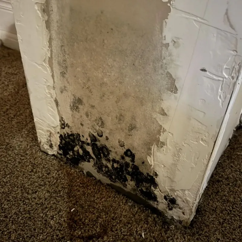 Professional Mold Removal in Beaumont, TX